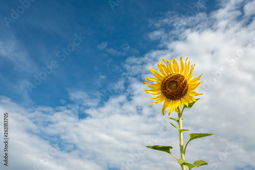 closeup group of blooming sunflower with blurred background  sunflower blooming in summer in Thailand  their seed will be change to Sunflower seed germination