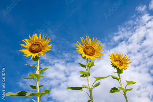 closeup group of blooming sunflower with blurred background  sunflower blooming in summer in Thailand  their seed will be change to Sunflower seed germination