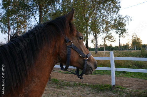 The image of a horse in the forest. Natural composition. Photography