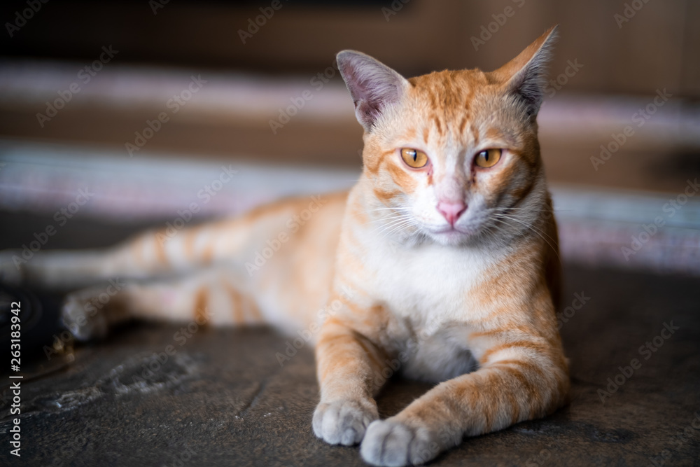 Fototapeta premium Blurred brown and white cat lay down on the floor and look forward.Brown cat with black eyes sitting on the floor.