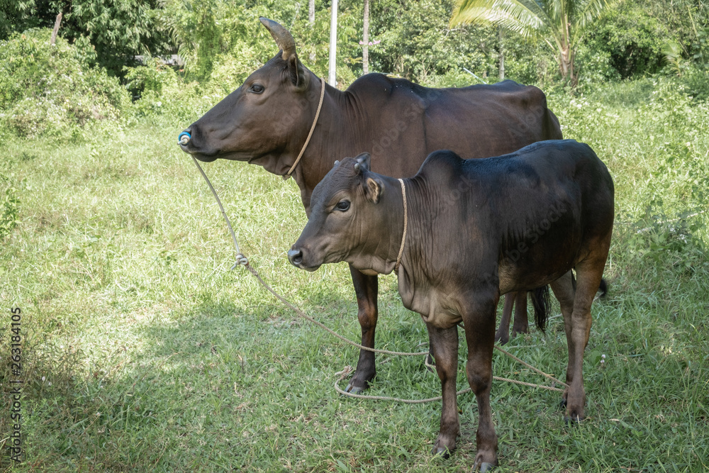 Two cows standing In the green field Two cows standing In the green field