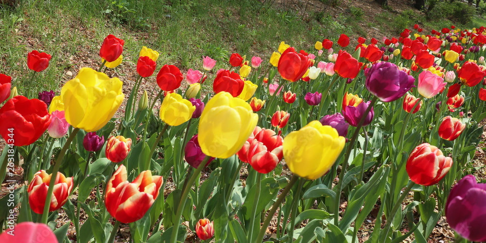 Naklejka premium field of colorful tulips