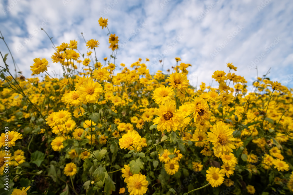 Yellow blooming chrysanthemum with blue sky background.Fields of beautiful blooming chrysanthemum. Yellow blooming chrysanthemum with blue sky background.Fields of beautiful blooming chrysanthemum.