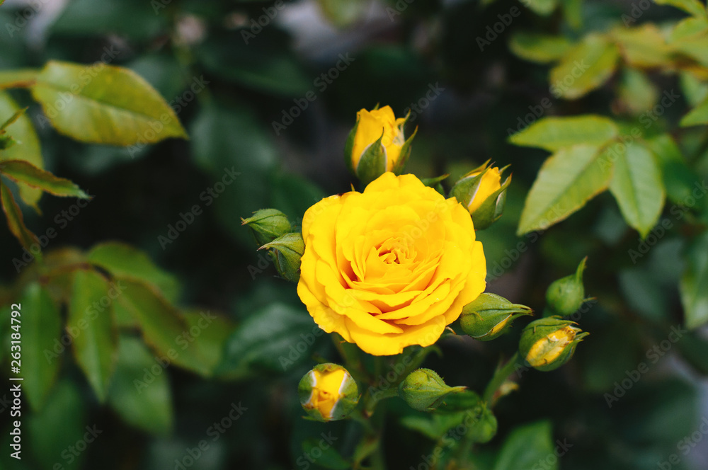 Photo of a beautiful yellow rose in handsome garden Photo of a beautiful yellow rose in handsome garden
