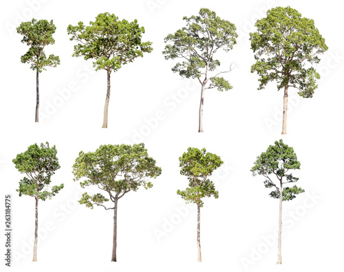 Collection of isolated trees on a white background. Beautiful tree It is suitable for use in decorating, decorating, and printing.