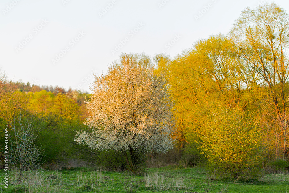 Fototapeta premium Wonderful flowering cherry plum tree (Prunus cerasifera) in the background of young greenery in evening light