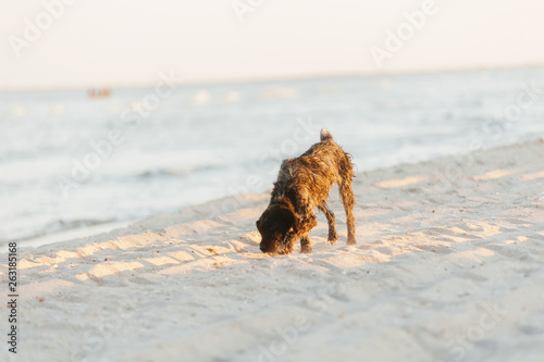 Photo of handsoem brown dog, having fun at the beach