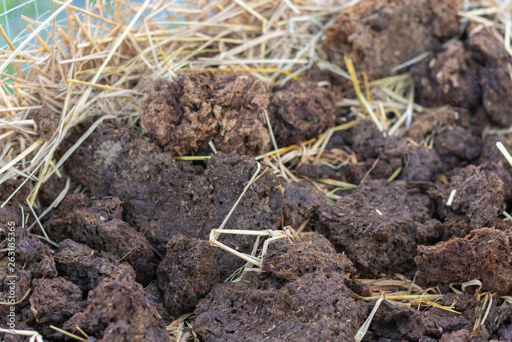 Fototapeta premium homemade organic fertilizer at the garden