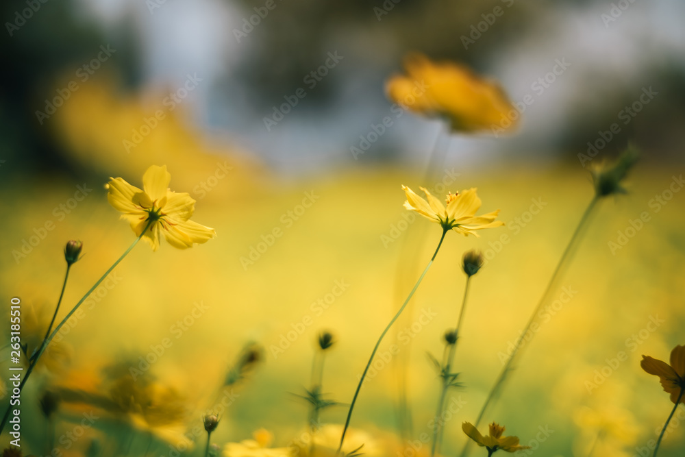 Yellow cosmos blooming, closeup cosmos, isolate yellow cosmos