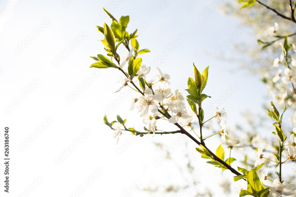 Blooming cherry tree. Spring background. Blooming cherry tree. Spring background.
