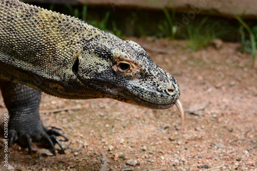 Komodo dragon. Wangetti. Queensland. Australia