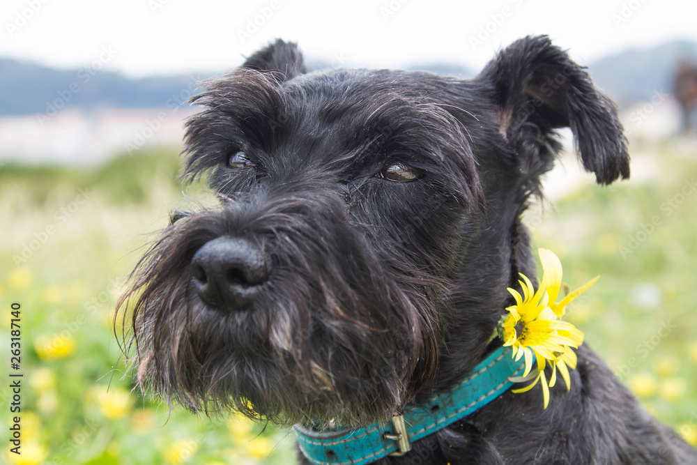 black dog in field of daisy flowers