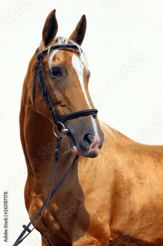 Fototapeta Naklejka Na Ścianę i Meble -  Thoroughbred horses tennesse walker show