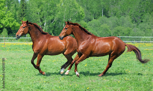 Pair Thoroughbred race horse galloping on a summer meadow