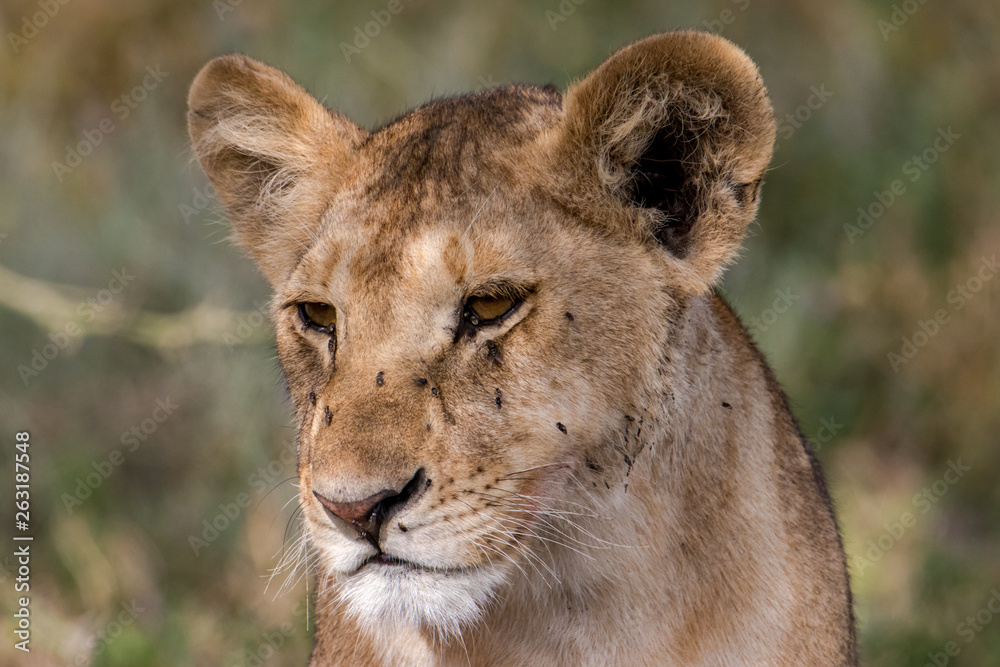 portrait of a lion portrait of a lion