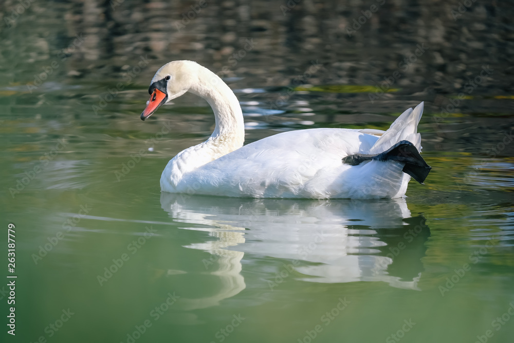 Fototapeta premium closeup white swan in the river