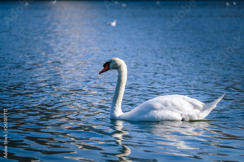 Fototapeta Naklejka Na Ścianę i Meble -  closeup white swan in the river