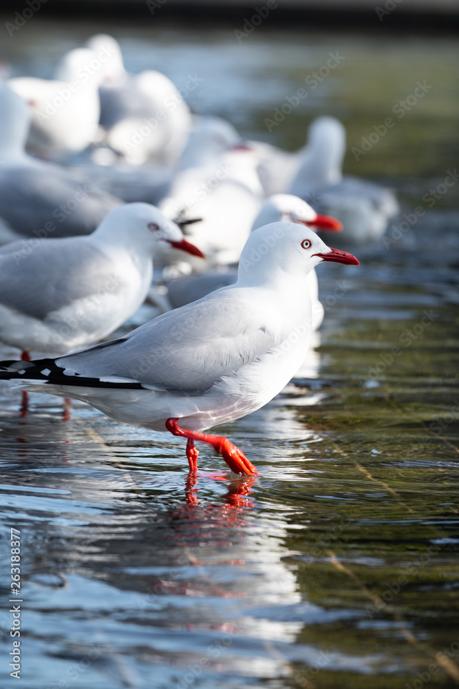 Sea Gulls Bathing in Public Well Sea Gulls Bathing in Public Well