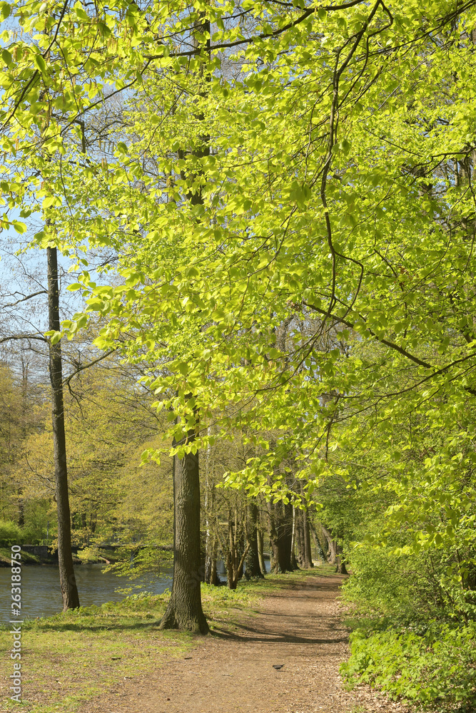Obraz premium der frühling