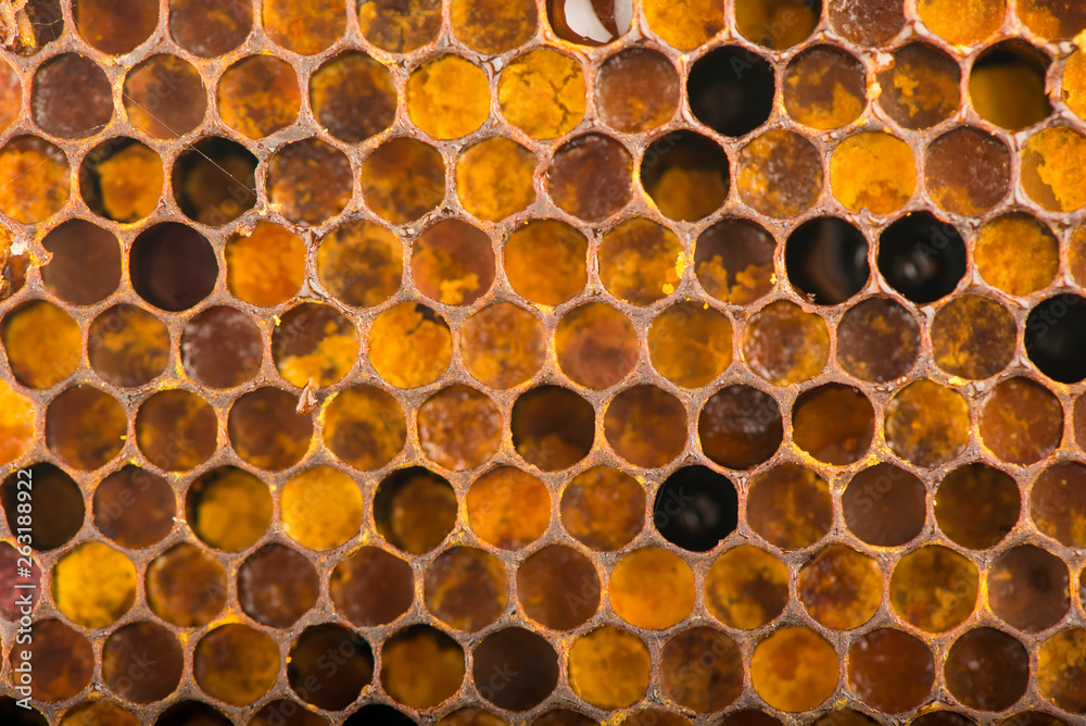 Sweet honeycomb isolated on white, bee products