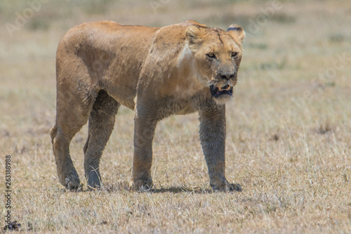 Fototapeta Naklejka Na Ścianę i Meble -  lioness with cub