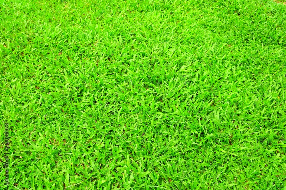 Green Lawn Background. Green Lawn Background.