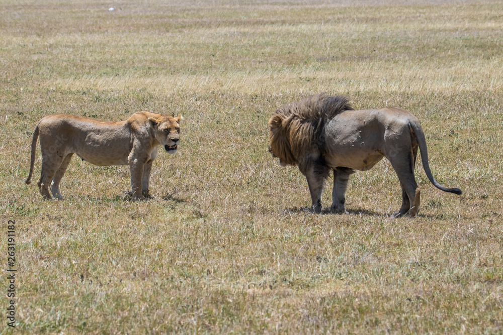 lion and lioness lion and lioness