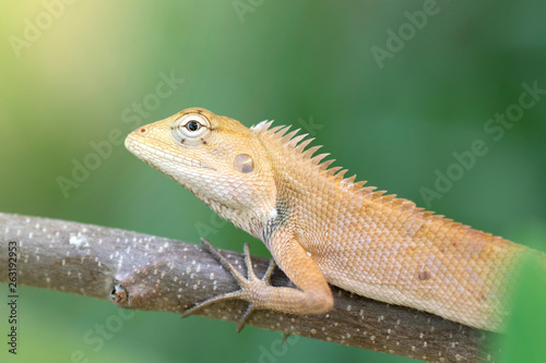Close up brown thai chameleon on natural green background © winai