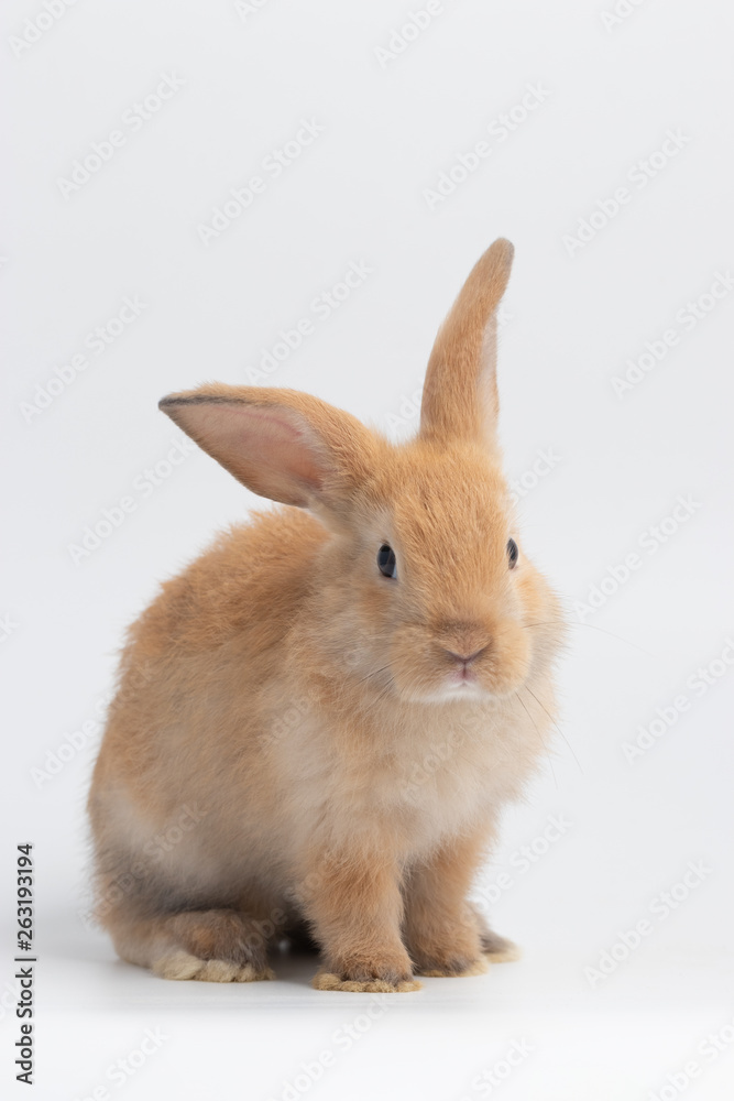Little brown rabbit sitting on isolated white background at studio. It's small mammals in the family Leporidae of the order Lagomorpha. Animal studio portrait.