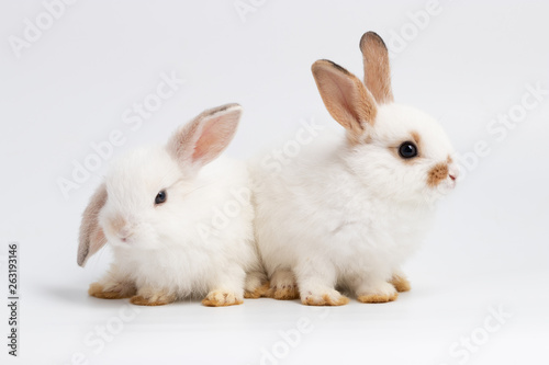 Little couple rabbit sitting on isolated white background at studio. It s small mammals in the family Leporidae of the order Lagomorpha. Animal studio portrait.