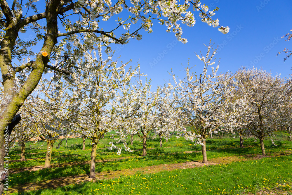 Kirschblüte - Cherry Blossom. Wiesbaden-Frauenstein. 19.04.2019. Kirschblüte - Cherry Blossom. Wiesbaden-Frauenstein. 19.04.2019.