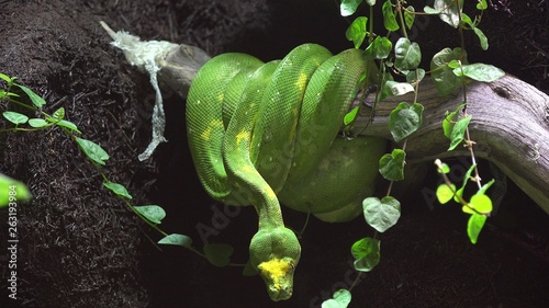 Fotografie Green snake (emerald tree boa - Corallus caninus or green tree python - Morelia
