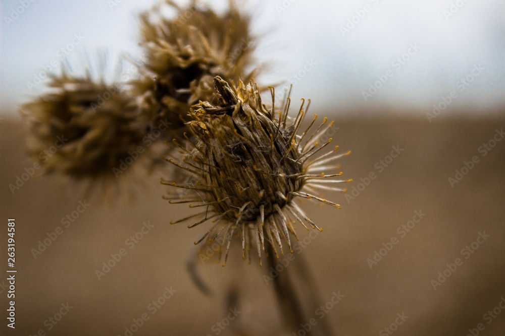 spring dry thistle