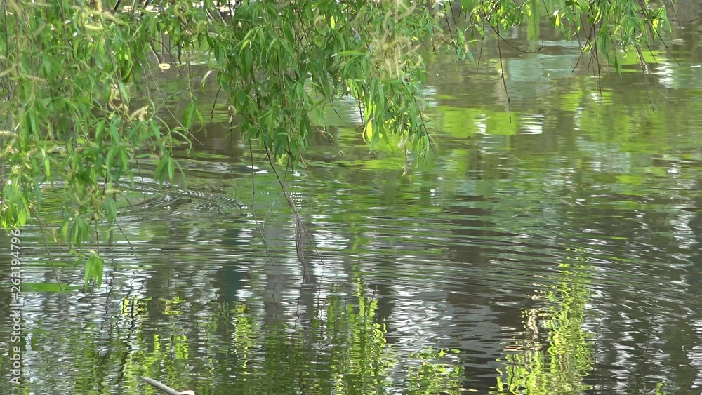 Willow branches hanging over the lake and reflecting in the water Willow branches hanging over the lake and reflecting in the water