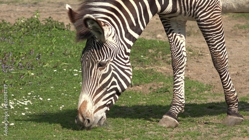 Portrait of cute  zebra head grazing green grass