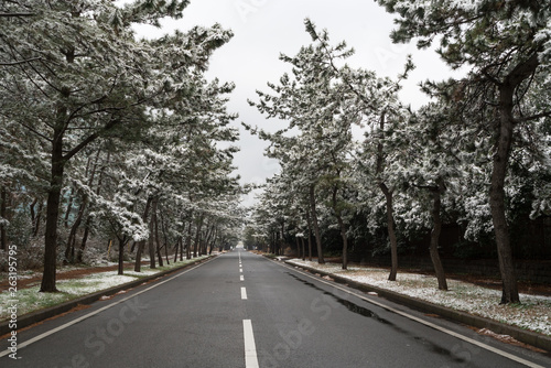 Road in Forest