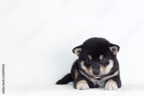伏せをする豆柴子犬
