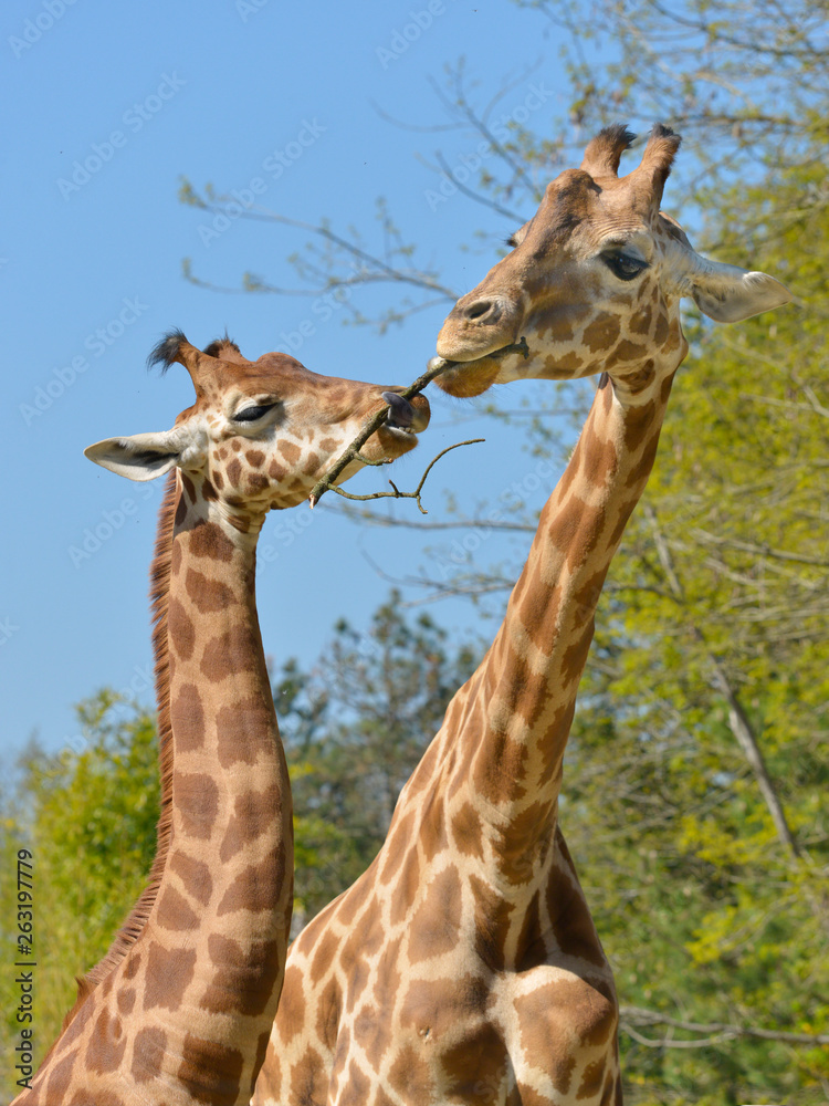 Fototapeta premium Closeup of two giraffes (Giraffa camelopardalis) with a twig