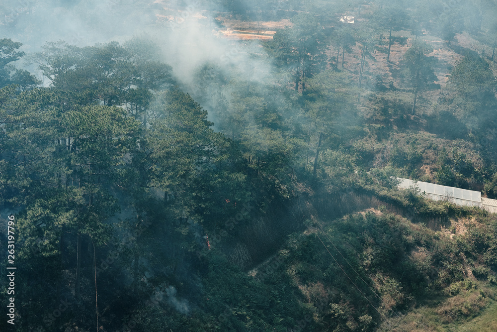 Fototapeta premium Wildfire, smoke filled sky above forest. Concept: warming, climate change
