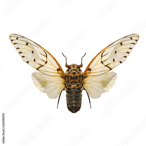 Cicada butterfly lepidoptera isolated white background