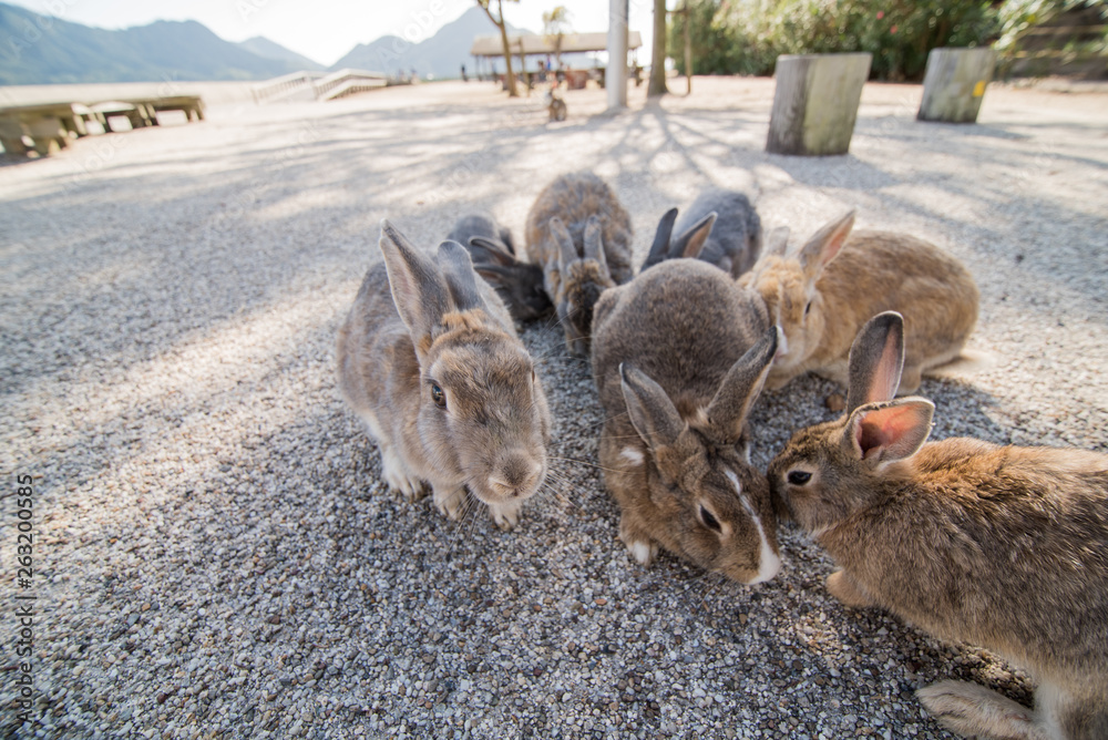 cute wild bunny rabbits in japan's rabbit island, okunoshima cute wild bunny rabbits in japan's rabbit island, okunoshima