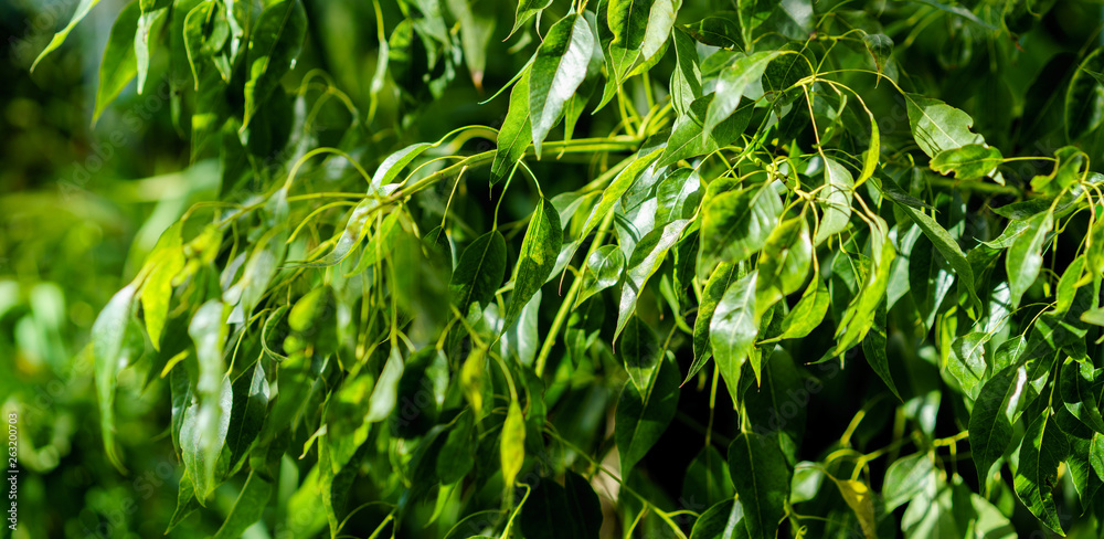 Fototapeta premium Green leaves texture. Fresh spring tropical leaves background
