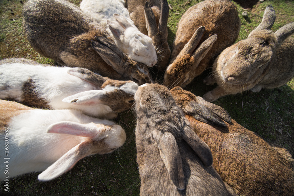 cute wild bunny rabbits in japan's rabbit island, okunoshima