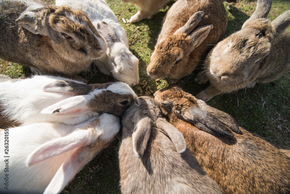cute wild bunny rabbits in japan's rabbit island, okunoshima cute wild bunny rabbits in japan's rabbit island, okunoshima