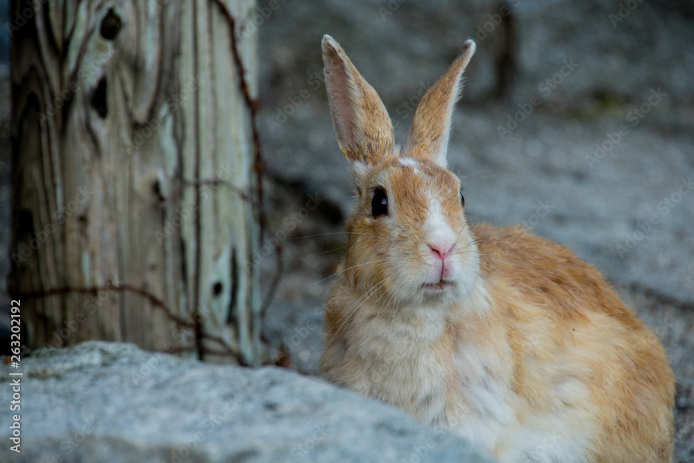 Fototapeta premium cute wild bunny rabbits in japan's rabbit island, okunoshima