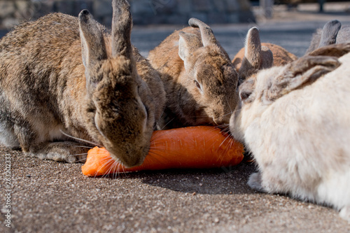 Photography cute wild bunny rabbits in japan's rabbit island, okunoshima
