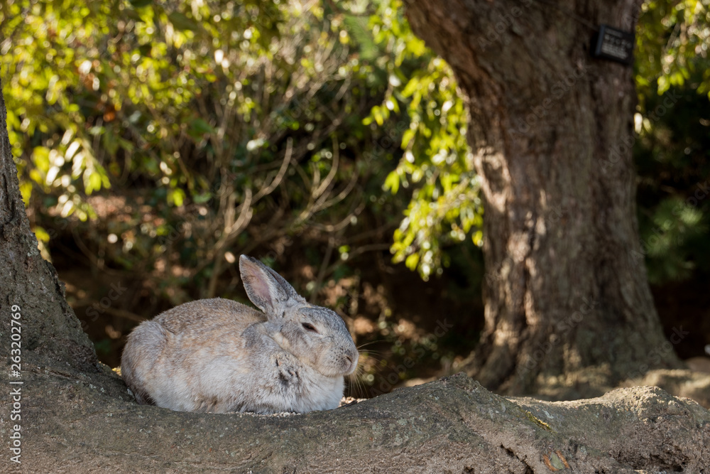 Fototapeta premium cute wild bunny rabbits in japan's rabbit island, okunoshima
