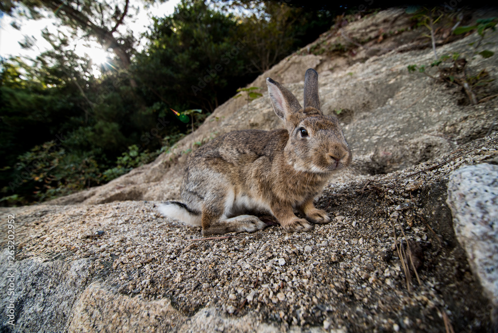 Fototapeta premium cute wild bunny rabbits in japan's rabbit island, okunoshima