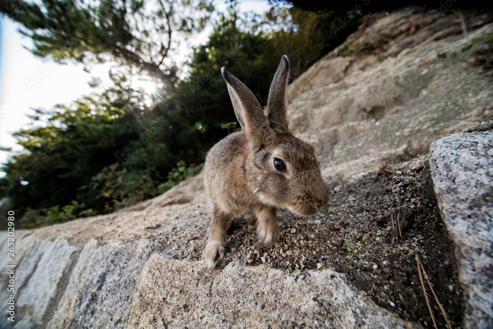Fototapeta premium cute wild bunny rabbits in japan's rabbit island, okunoshima