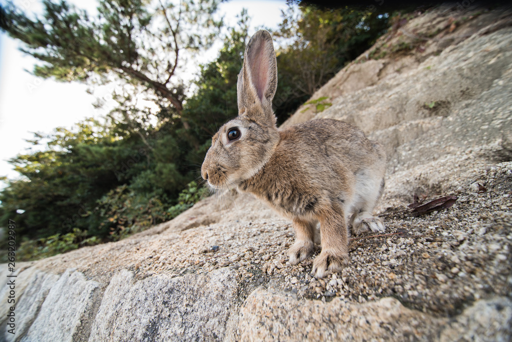 cute wild bunny rabbits in japan's rabbit island, okunoshima ภาพถ่าย ...